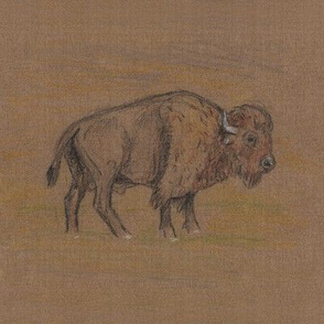 Bison or Buffalo