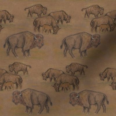 Bison Buffalo Herd