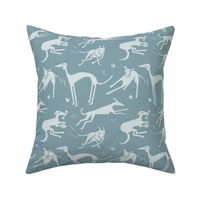 whippet-greyhound-blue