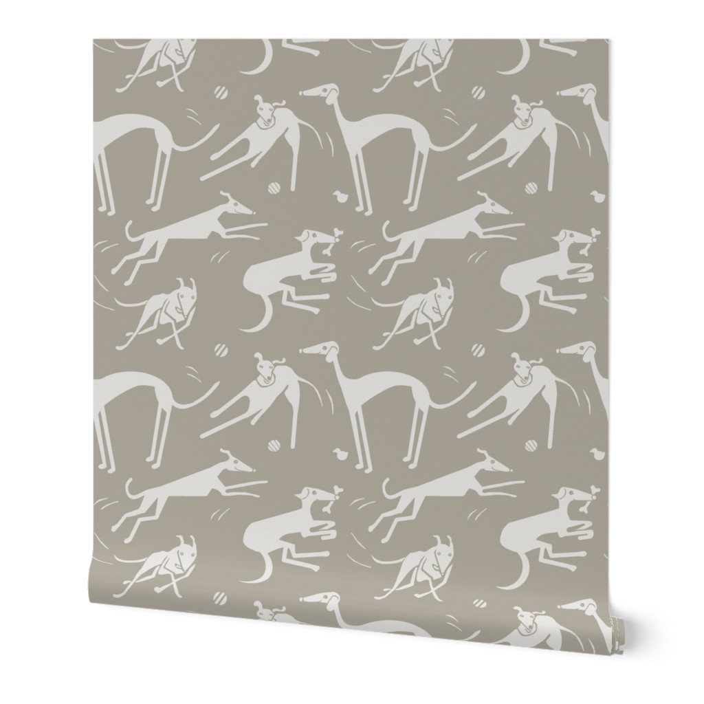 whippet-greyhound-gray