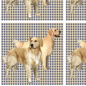 Golden Retriever squares