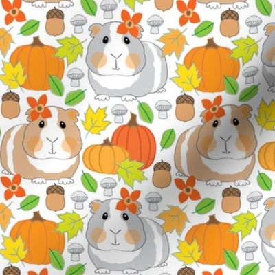fall guinea pigs