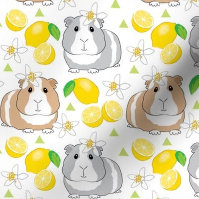 guinea-pigs-and-lemons-on-white