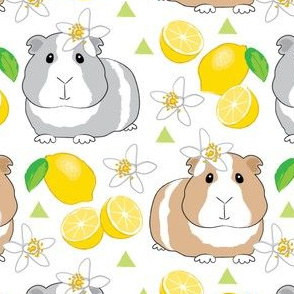 guinea-pigs-and-lemons-on-white