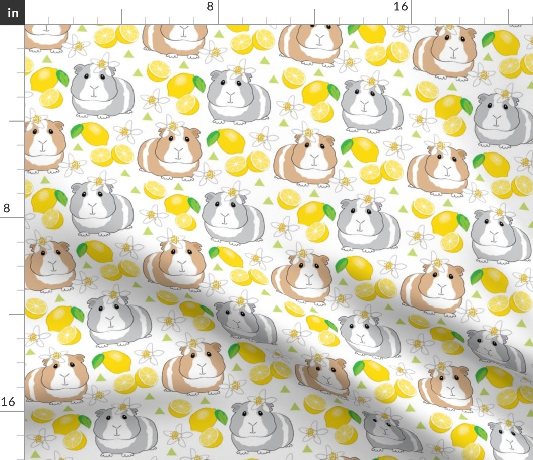 guinea-pigs-and-lemons-on-white