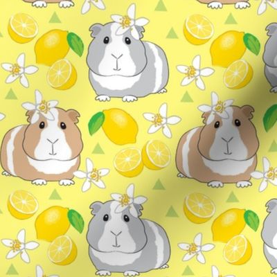 large guinea-pigs-with-lemons-on-yellow