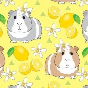 large guinea-pigs-with-lemons-on-yellow