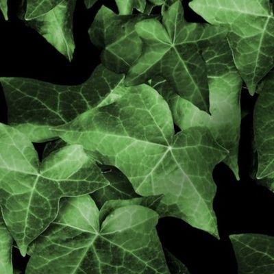 Ivy Vines - All Over alternate