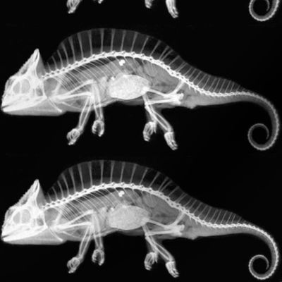 chameleon reptiles lizards x-ray radiography anatomy skeleton internal organs black white monochrome