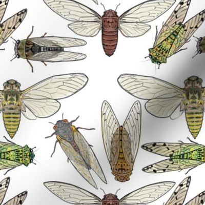 Large Cicadas on White