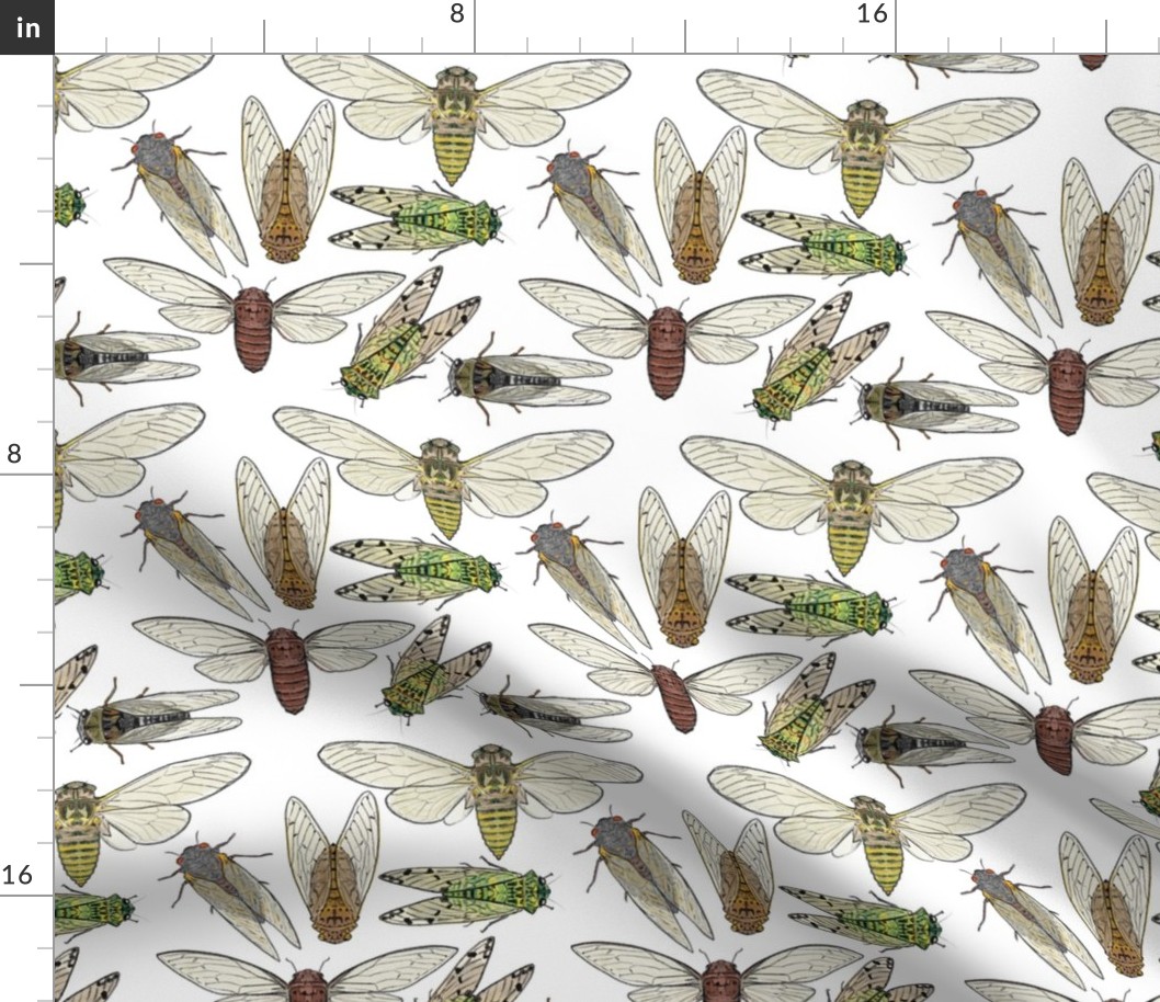 Large Cicadas on White