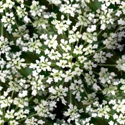 Honeydew cow Parsley