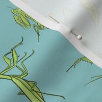 Praying Mantis on Light Blue