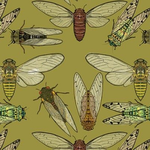 Cicadas on Olive Green