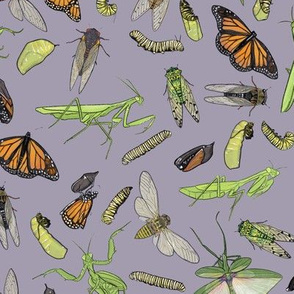 All the Insects on Light Purple