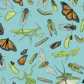 All the Insects on Light Blue