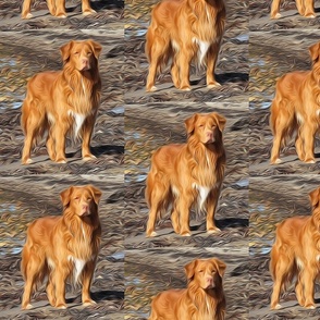 Duck Toller on the beach