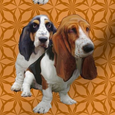 basset hounds two