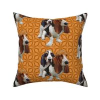 basset hounds two