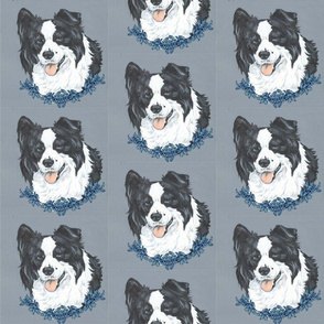 Border collie dog portrait