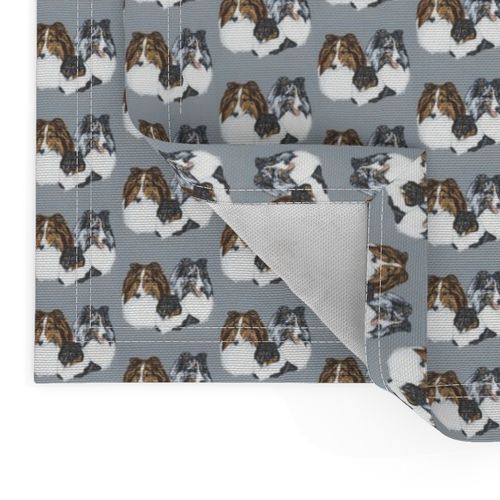 Shetland sheepdog portraits on blue-grey