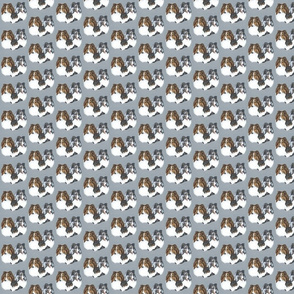 Shetland sheepdog portraits on blue-grey