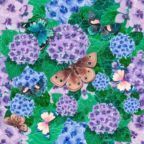 Hydrangeas and butterflies