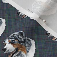 australian shepherd head on plaid