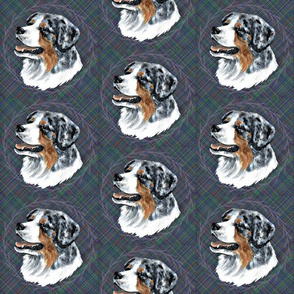 australian shepherd dog merle on plaid