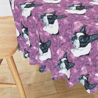 boston terrier dog head on purple marble with highlights