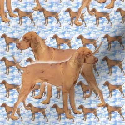 ridgeback_blue_pattern