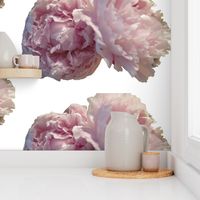 Floating Peonies