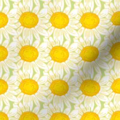 Daisies - Yellow Flowers