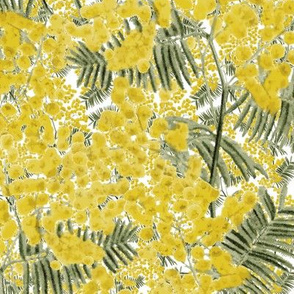 Yellow Mimosa
