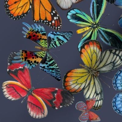 Butterfly Ombre Border Fabric