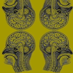 Head Anatomy-Acid Green