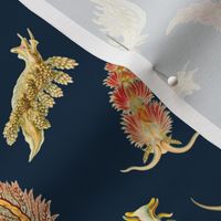 Nudibranchs