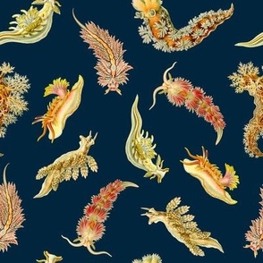 Nudibranchs