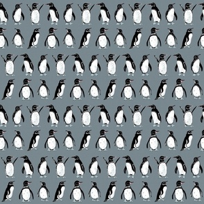 Galápagos Penguins grayish blue tiny