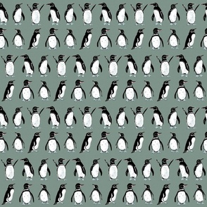 Galápagos Penguins greenish gray tiny