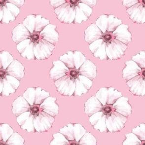 White flowers on pink