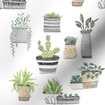 Scandinavian Cacti and Succulents