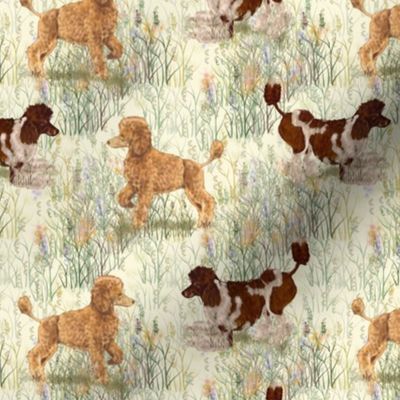 Apricot and Brown Parti Poodle in Wildflowers