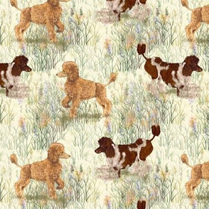 Apricot and Brown Parti Poodle in Wildflowers