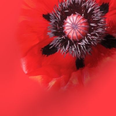 Indulge_in_the_Color_of_a_Really__Fantastic_Red_Poppy