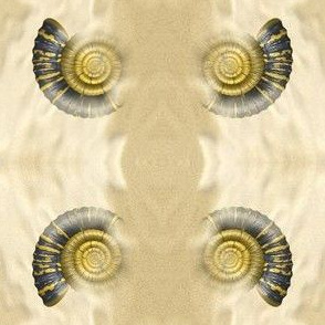 Ammonite, S