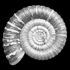 Ammonite, L