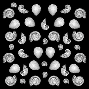 Sea Shells, L