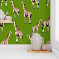 Giraffes on Green Background