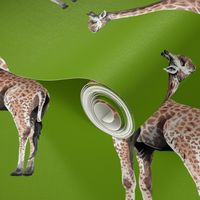 Giraffes on Green Background